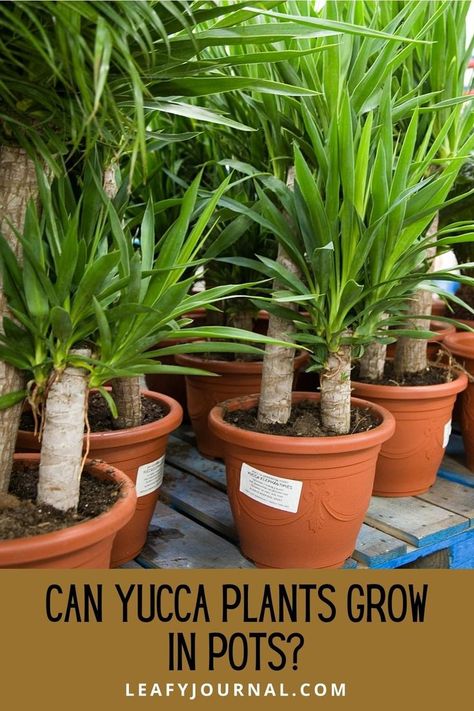 Yucca In Pots, Yucca Plant Propagation, Yucca Plant Outdoor, Yucca Plant Indoor, Yukka Plant, Yucca Plant Care, Yucca Tree, Yucca Plant, Plant Care Houseplant