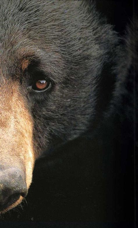 Black bear Photo Ours, Regard Animal, Regnul Animal, Bear Art, Appaloosa, Grizzly Bear, Quarter Horse, Animal Planet, Black Bear