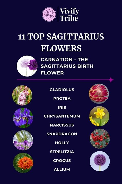 Sagittarius Flower: Carnation & 10 Other Lucky BlossomsIn this guide, we'll explore the Carnation, the official Sagittarius flower, and 10 other flowers associated with this star sign and their meanings. Sagittarius Flower, Fire Zodiac Signs, Flower Carnation, Sagittarius Personality, Yellow Carnations, Sagittarius Love, Gladiolus Flower, Narcissus Flower, Protea Flower