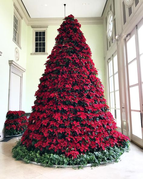 Instagram Poinsettia Christmas Tree, Poinsettia Centerpiece, Poinsettia Tree, Poinsettia Decor, Christmas Trees For Kids, Grinch Christmas Decorations, Holiday Tree Decorations, Beautiful Christmas Trees, Christmas Tree With Gifts