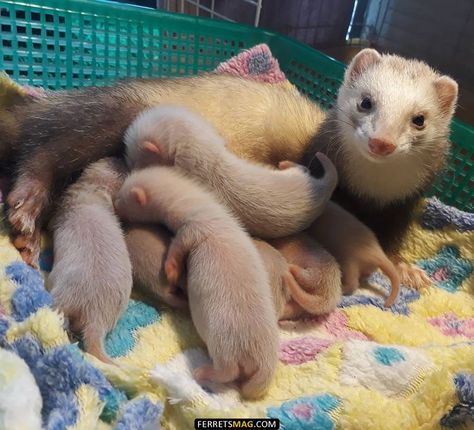 Two Ferrets, Baby Ferrets, Funny Ferrets, Ferret Cage, Pet Ferret, Cute Ferrets, Baby Otters, Funny Animal Memes, Wildlife Animals