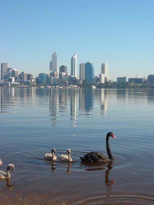 Swan River Perth, Western Australia Travel, Swan River, Capital Cities, Kings Park, Visit Australia, Perth Australia, Perth Western Australia, Incredible Places