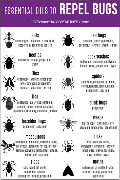 Essential Oils For Stink Bugs, Anti Spider Spray, Essential Oil Mouse Repellent, Diy Peppermint Oil Bug Spray, Natural Spider Repellent For Home, Bird Repellent Ideas, Bug Repellent Diy, Essential Oil Bug Spray Recipe, Homemade Bug Spray Recipe