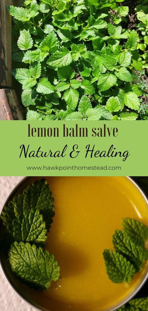 This lemon balm salve recipe is easy to make and has many healing benefits.  A salve is a healing ointment, and usually a combination of oil and beeswax. The oil and beeswax are nourishing for the skin, you can use a variety of oils, including coconut oil, sunflower oil, and more. The wonderful part is that you can infuse oil with different herbs to make salve with different properties.   This salve made with lemon balm can be used to soothe bug bites and irritated skin. Making Balms And Salves, Lemon Balm Oil Recipes, Essential Oil Salve Recipes, Salve Recipes Diy, Tattoo Balm Recipe, Beeswax Salve Recipe, Lemon Balm Salve Recipe, Bug Bite Salve, Lemon Balm Salve