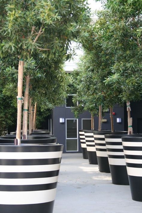 striped planters ♥️ Trees, Black And White, White, Black, Design