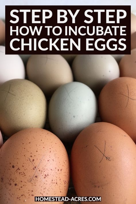 Incubating Chicken Eggs, Eggs And Chicken, Hatching Chickens, Chicken Flock, Chicken Incubator, Raising Chicks, Hatching Chicks, Backyard Chicken Farming, Duck Eggs