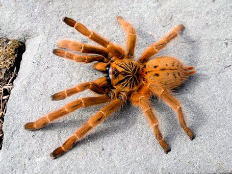 O Spider Fact, Pet Tarantula, Arachnids Spiders, Spider Species, Spider Drawing, Orange Spider, Wolf Spider, Spider Costume, Spider Tattoo