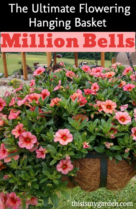 Calibrachoa Hanging Basket, Million Bells Flowers, Plant Hanging Ideas, Best Potted Plants, Garden Baskets, Basket Garden, Million Bells, Plants Hanging, Basket Plant