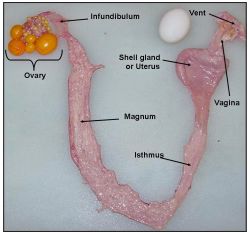 Chicken Anatomy, Ag Education, Ag Teacher, Chicken Owner, Hatching Chicks, Chicken Care, Chicken Health, Laying Hens, Backyard Poultry