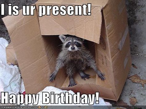 I is ur present!  Happy Birthday! Pet Raccoon, Cute Raccoon, Raccoon Funny, Trash Panda, Silly Animals, Racoon, Animals Images, Narnia, 귀여운 동물