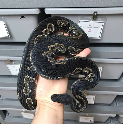 @python.world on Instagram: “This Super Blackhead is straight 🔥🔥 By @nussmanreptiles” Black Ball Python, Mexican Black Kingsnake, Snake Morphs, Dream Snake, Snake Images, Snake Turtle, Zoo Ideas, Python Regius, Cool Snakes