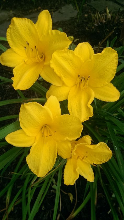 Yellow Daylily from my yard Yellow Daylilies, Yellow Daylily, Prom Themes, Day Lilies, Goth Nails, Yellow Aesthetic, Daylilies, Yellow Flowers, Tattoos And Piercings