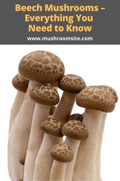 White Beech Mushrooms Recipes, Brown Beech Mushrooms Recipe, Beech Mushroom Recipe, Beech Mushrooms, White Shimeji Mushroom Recipes, Benefits Of Shitake Mushrooms, Brown Beech Mushrooms, Enoki Mushroom Growing, Shitake Mushroom Growing