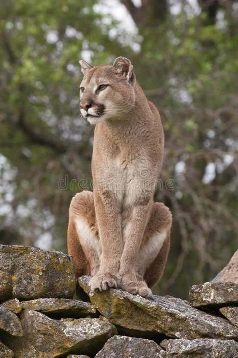 Pumas Animal, Wallpaper Dog Aesthetic, Animals And Pet Supplies, Bob Cat, Dog Tattoo Ideas, Wallpaper Dog, Aesthetic Dog, Lion Photography, Dog Aesthetic