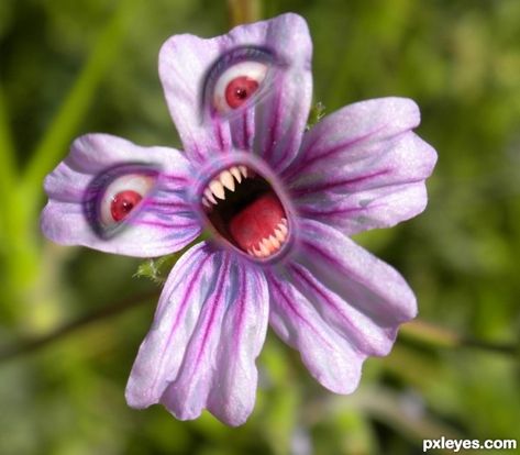 Scary Plant, Scary Flowers, Scary Plants, Flower Drawing Ideas, Pictures Flowers, Flower Picture, Photoshop Pics, Room With Plants, Plants And Flowers