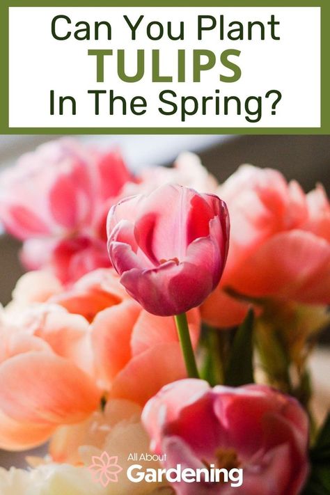 Are you thinking of growing some tulips but aren't sure what time of year is the best to grow them? We will go over all of thatThanks aga and more here in this article! Best Place To Plant Tulips, Planting Tulips In Spring, Where To Plant Tulips, When To Plant Tulips, Plant Tulips, Flower Planting Guide, Planting Tulips, Tulip Bulbs, Florida House