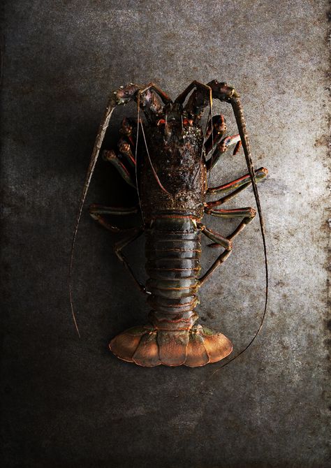 Spiny Lobster, 3D, C4D, CGI - "イセエビ ♂ Japanese Spiny Lobster, P. japonicus" (https://sketchfab.com/3d-models/japanese-spiny-lobster-p-japonicus-d247cbad85ae4f7c92e2ab450d3a1ffa) by ffish.asia / floraZia.com (https://sketchfab.com/ffishAsia-and-floraZia) licensed under CC-BY-4.0 (http://creativecommons.org/licenses/by/4.0/) Spiny Lobster, Crab, Food Photography