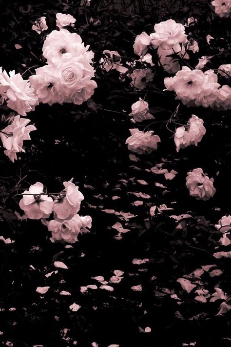 Marble Effect Wallpaper, Wattpad Background, Black And White Roses, Glitch Wallpaper, Overlays Picsart, Dark Flowers, Green Power, Graphic Wallpaper, Flowers Pink