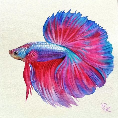 Betta Fish Drawing, Beta Fish Drawing, Muse Painting, Fish Drawing Easy, Blue Betta Fish, Betta Fish Tattoo, Fish Sketch, Parrot Painting, Fish Drawing