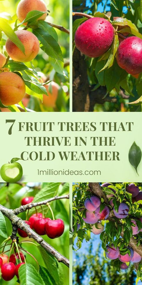 Cold Weather Garden, Growing Winter Vegetables, Tropical Garden Plants, Cold Climate Gardening, Red Plants, Winter Vegetables, Winter Plants, Peach Trees, Food Forest