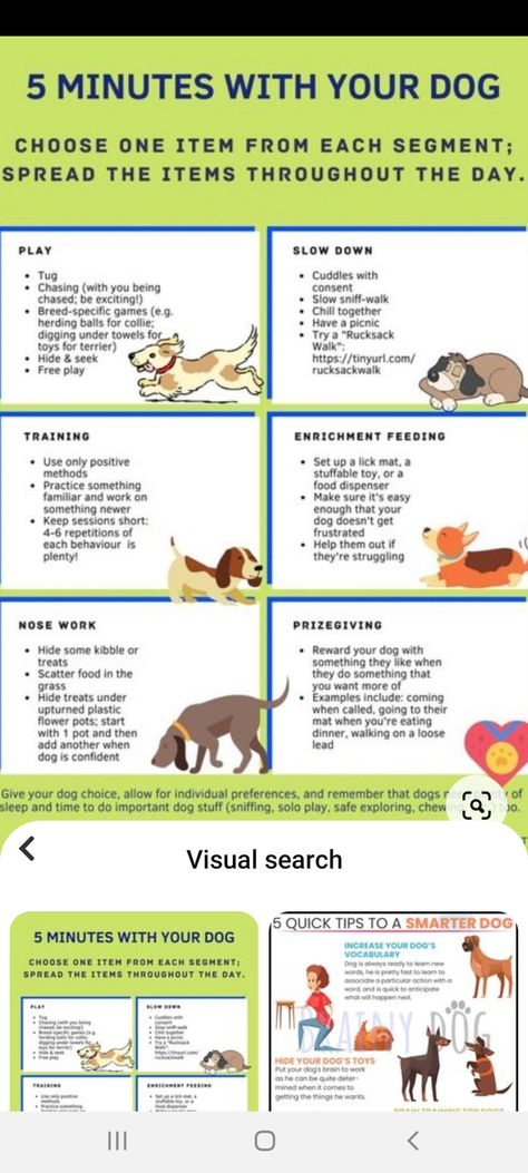 Dog Enrichment Ideas, Dog Behavior Problems, Dog Enrichment, Dog Tips, Train Your Dog, Dog Facts, Dog Info, Dog Care Tips, Dog Activities