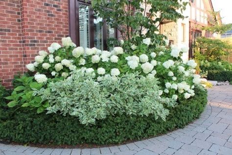 Boxwood Landscaping, Hydrangea Landscaping, Limelight Hydrangea, Hydrangea Garden, Front Landscaping, Garden Shrubs, Moon Garden, Have Inspiration, Front Yard Garden