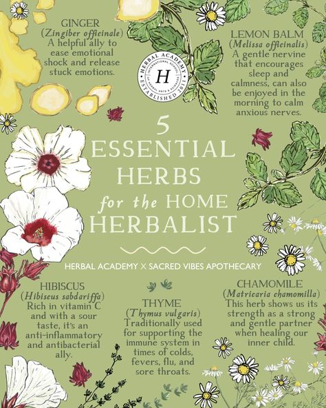 5 Essential Herbs for the Herbalist in Your Home | Herbal Academy | Here are some foundational herbs for all herbalists in their homes. These herbs are simple, integrated, and nourishing. Herbal Apothecary Recipes, Herb Guide, Magic Ideas, Herbal Tea Garden, Herbal Academy, Lemon Balm Tea, Botanics Skin Care, Medical Herbs, Essential Oils Herbs