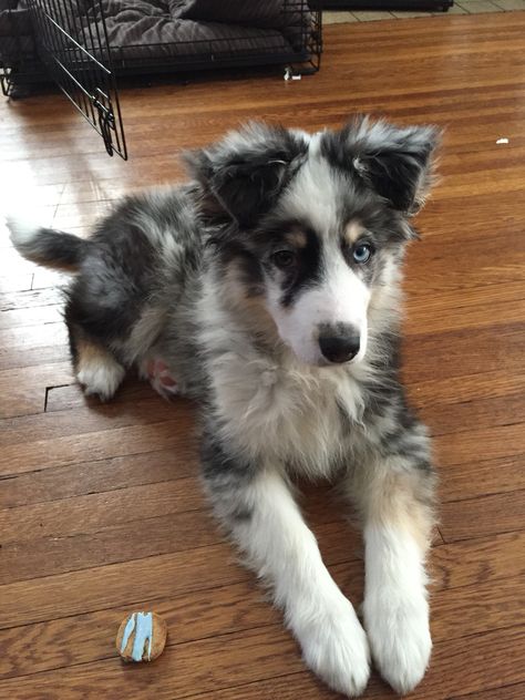 Blue Australian Shepherd, Australian Shepherd Aesthetic, Blue Merle Australian Shepherd Puppy, Blue Merle Australian Shepherd, Merle Australian Shepherd, Australian Shepherd Blue Merle, Aussie Puppies, Aussie Dogs, Cute Dog Photos