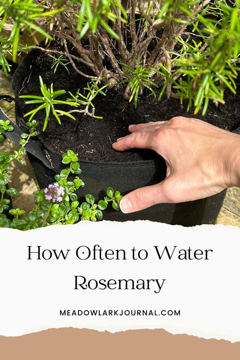 hand testing how often to water rosemary Growing Rosemary Indoors, Propagate Rosemary, What Is Water, Rosemary Water, Growing Rosemary, Rosemary Plant, Herb Gardening, Root Rot, Water Pictures