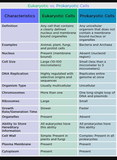 Cell Biology Notes, Microbiology Study, Prokaryotic Cell, General Biology, Eukaryotic Cell, Basic Physics, Medicine Notes, Study Biology, Cell Model