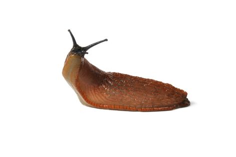 In the continuing battle between gardeners and slugs, some people have tried coffee grounds to ward these voracious eaters away from their tender plants. This is a guide about use coffee grounds to deter slugs. Uses For Coffee Grounds, Slug, Coffee Grounds, Google Search, Plants