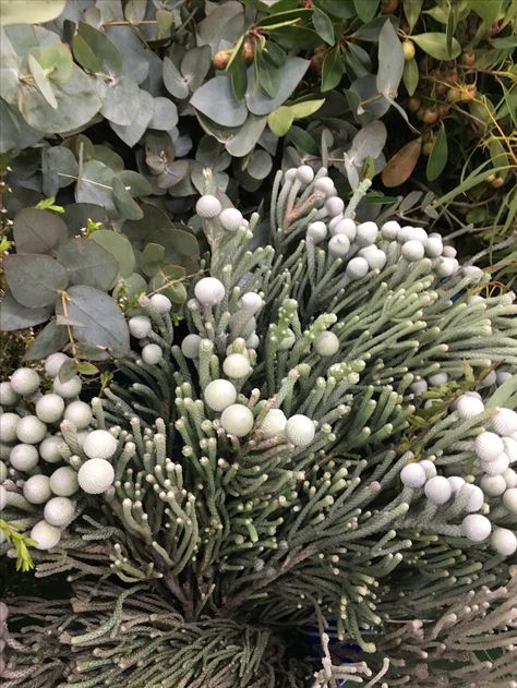 Silver brunia Silver Brunia, Moon Plant, Urban Gardening, Nature Plants, Silver Moon, Pinterest Board, Floral Design, Wedding Day, Plants