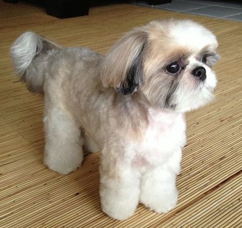 Top 10 Popular Shih Tzu Haircuts (30+ Pictures) – Page 2 – The Paws Corte Shitzu, Shitzu Dogs Haircuts, Shih Tzu Hair Styles, Dog Grooming Shih Tzu, Shih Tzu Puppy Cut, Puppy Haircut, Shih Tzu Haircuts, Perro Shih Tzu, Chien Shih Tzu