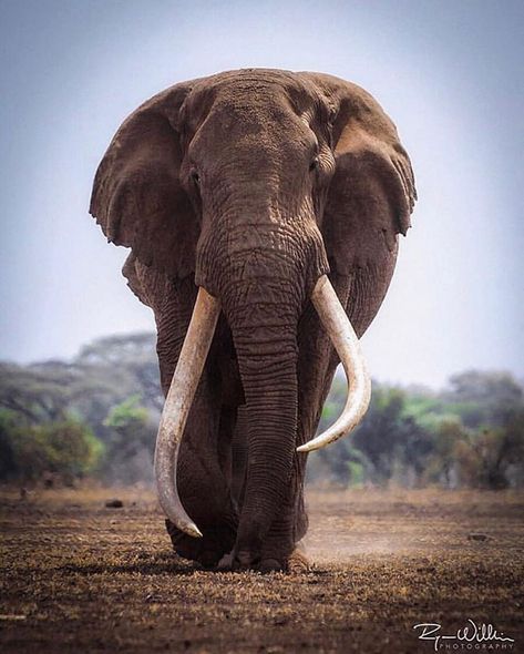 A beautiful collection of Tim, the 50 year old bull from Amboseli 🙌🏽 As you can see, he’s still going strong ���😍⁣ ⁣ 📷 @ryan.wilkie.photos⁣ ⁣… All About Elephants, Bull Elephant, Elephant Photography, Elephant Pictures, Elephants Photos, Save The Elephants, A Bull, Elephant Love, Majestic Animals