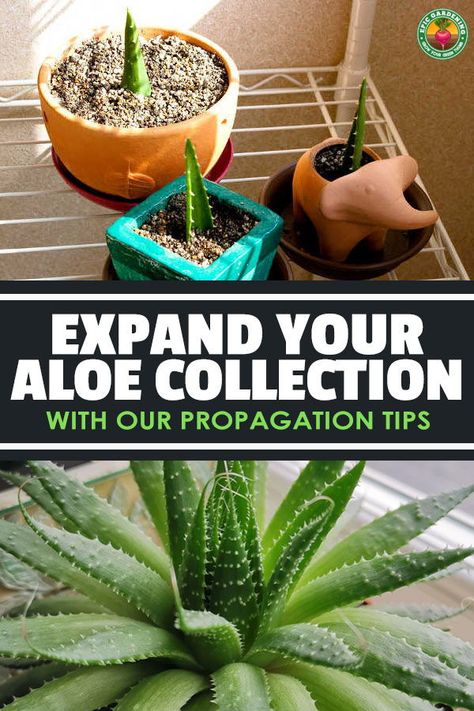 Indoor Aloe Plant, Transplanting Aloe Vera Plant, How To Propagate Aloe, Propogating Aloe Vera, How To Propagate Aloe Vera, Aloe Vera Plant Propagation, How To Propagate Plants, Easy Plants To Propagate, Aloe Vera Propagation