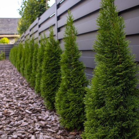 Emerald Petite Arborvitae | Thuja occidentalis 'Thusid4' Emerald Petite Arborvitae, Evergreen Color, Emerald Green Arborvitae, Thuja Occidentalis, Hardiness Zones, Front Landscaping, Evergreen Shrubs, Fall Plants, Ornamental Grasses