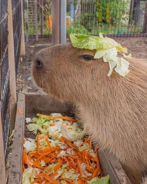 Capybara Pet, Baby Capybara, Painting Fish, Pet Paintings, Painting Horse, Rabbit Painting, Painting Cat, Turtle Painting, Animal Habitats