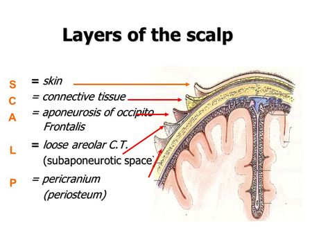 SCALP The scalp refers to the layers of skin and subcutaneous tissue that cover the bones of cranial vault. =The scalp denotes the soft tissue that covers the cranial vault (skull cap or Calabria in particular Extension ￼ ￼ The scalp extends from the external occipital protuberance and superior nuchal lines posteriorly to the supraorbital margins anteriorly Laterally on each side it extends upto superior temporal line ￼ Layers of scalp It is a multi-layered structure with a good blood Brain Anatomy And Function, Anatomy Bones, Subcutaneous Tissue, Brain Anatomy, Human Body Anatomy, Human Anatomy Art, Medical Anatomy, Body Anatomy, Layers Of Skin