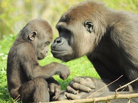 Best photoshoot ever😍😍 - Gorilla Funny Show Gorilla Funny, Best Photoshoot, Baby Gorillas, Funny Shows, Great Ape, Funny Animal Photos, Dog Videos, Wildlife Animals, Primates