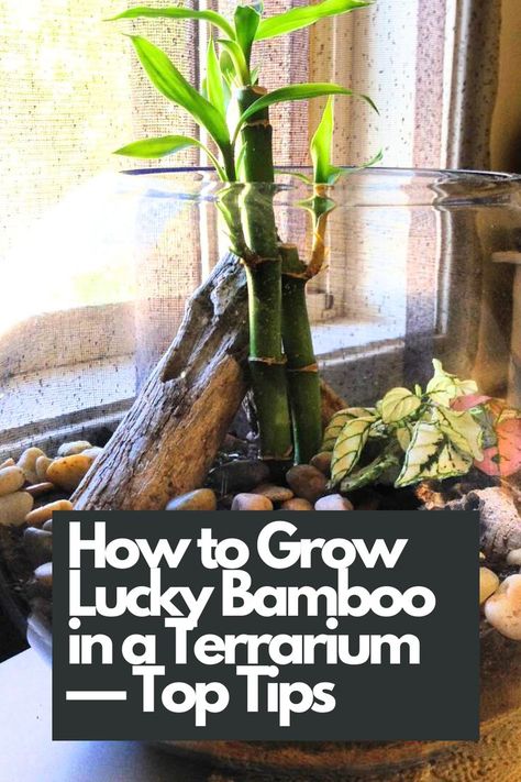 Dive into our top tips for successfully cultivating this beautiful plant in a terrarium setting. From choosing the right terrarium and providing proper lighting to ensuring adequate moisture and preventing overgrowth, we've got you covered with all the essential details. Elevate your indoor gardening game with these expert tips for growing Lucky Bamboo in a terrarium. IG Photo by: tinyterrarium Lucky Bamboo Care, Dracaena Sanderiana, Open Terrariums, Lucky Bamboo Plants, Bamboo Care, Plant Book, Perennial Shrubs, Lucky Bamboo, Bamboo Top