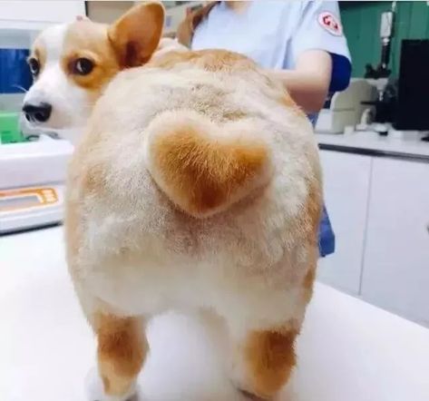 Corgi Funny, Corgi Butts, Corgi Puppy, Cute Corgi, White Dog, Pembroke Welsh Corgi, Corgi Dog, Welsh Corgi, 귀여운 동물