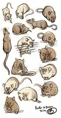 Photo Rat Art, Mouse Drawing, Cute Rats, Pet Rats, Animal Sketches, Cute Animal Drawings, Sketchbook Art Inspiration, Art Drawings Sketches, Art Reference Photos