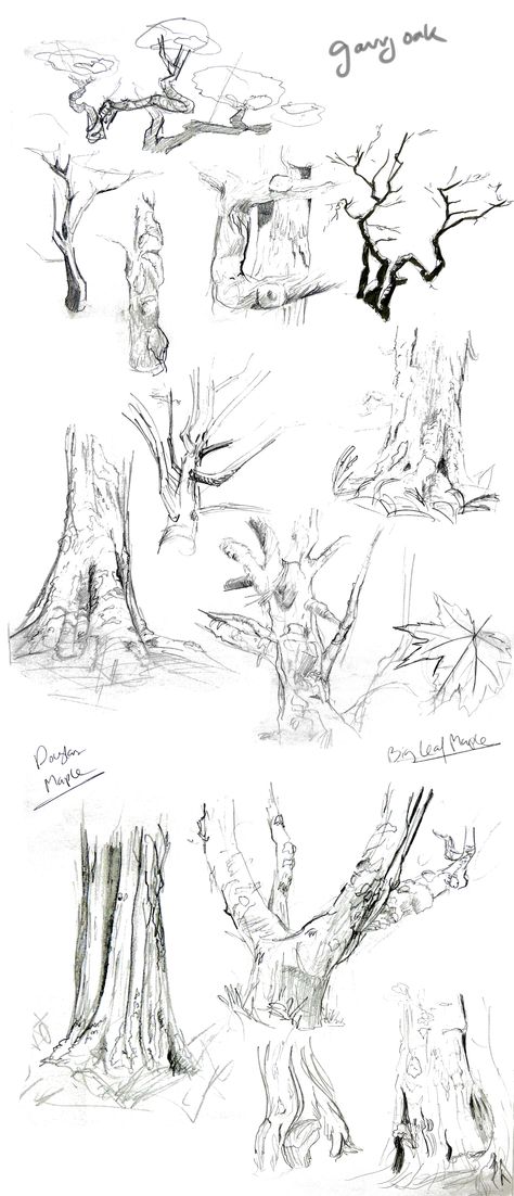 #trees #samllanes #sketches #pencil #studies Zebra Drawing Sketches Pencil, Tree Study Drawing, Landscape Drawing Practice, Tree Pencil Sketch, Pencil Studies, Sketches Landscape, Pencil Sketch Tutorial, Head Tutorial, Zebra Drawing