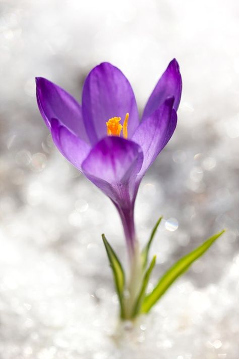 Crocus Purple Flower Names, Crocus Flower, Flower Names, Lavender Roses, Violet Flower, Arte Floral, Purple Flower, Flowers Nature, Flower Photos