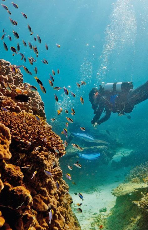 Ocean Life Photography, Scuba Diving Australia, Whitsunday Islands, Whitehaven Beach, Ocean Sports, The Whitsundays, Australia Tourism, Citizen Science, Outback Australia