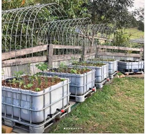 Wicking Garden Bed, Permaculture Farm, Aquaponics Greenhouse, Raised Vegetable Gardens, Permaculture Gardening, Raised Planter, Veg Garden, Vegetable Garden Design, Morning Tea