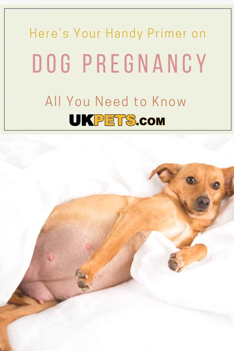 Pregnant Dogs, Dog Birth, Dog Pregnancy, Pregnant Tips, Pregnant Dog, Pregnancy Guide, Baby Kicking, Pumping Moms, Baby Sleep Problems