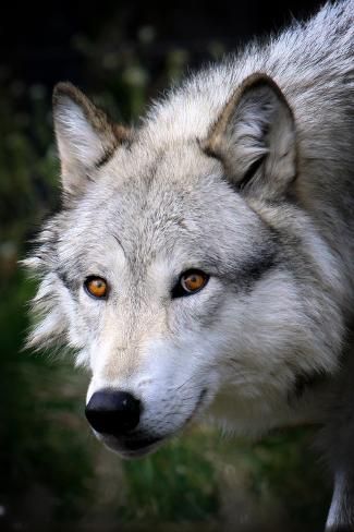 size: 18x12in Art Print: Wolf Face by Lantern Press : Entertainment Yellowstone Wolves, Wolf Art Print, Wolf Photography, Wolf Face, Wolf Photos, Grey Wolf, Black Wolf, Wolf Dog, Wolf Art