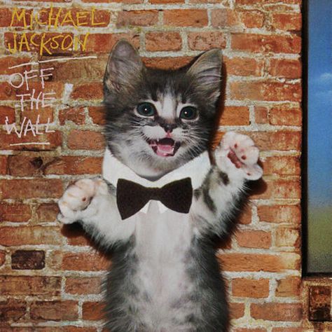 Cat Album Covers, Kitten Covers, Famous Album Covers, Albums Covers, Goth Memes, Silly Kitty, Rock Album Covers, Cat Music, Classic Album Covers