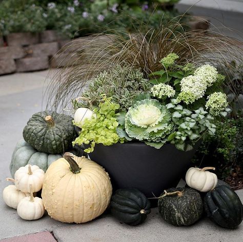 Fall Shade Containers, Limetta Hydrangea, Shade Plants Container, Fall Pots, Planter Arrangements, Garden Answer, Fall Container Gardens, Ornamental Cabbage, Fall Containers